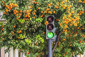 Images Dated 23rd March 2022: Orange tree in winter time in a street of Valencia, Valencian Community, Spain