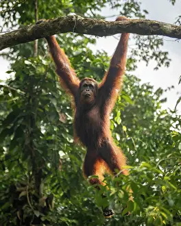 Arboreal Prints: Orangutan at Semenggoh Wildlife Rehabilitation Center, Sarawak, Borneo, Malaysia, Asia