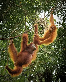 Arboreal Prints: Orangutans at Semenggoh Wildlife Rehabilitation Center, Sarawak, Borneo, Malaysia, Asia