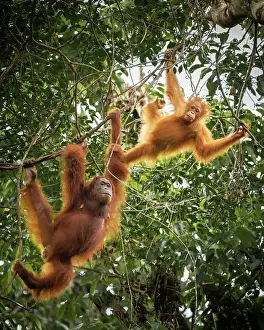 Orangutans at Semenggoh Wildlife Rehabilitation Center, Sarawak, Borneo, Malaysia, Asia