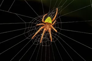 Spider Prints: An Orb Weaver species from Costa Rica