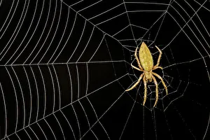 Spider Prints: Orb Weaver Spider, Costa Rica