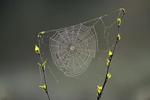 Poikilotherm Prints: Orb-weaver spider web in a birch sapling in early spring, Greater Sudbury, Ontario, Canada