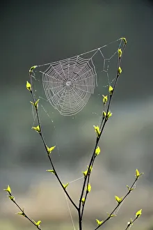 Poikilotherm Prints: Orb-weaver spider web in a birch sapling in early spring, Greater Sudbury, Ontario, Canada