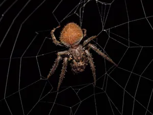 Spider Prints: Orbweaver Spider, Turrialba, Cartago, Costa Rica
