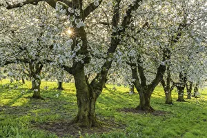 orchard with blossoming cherry trees (Prunus avium), Ehrenbuerg nature reserve