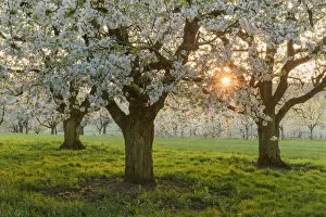 Images Dated 10th March 2021: orchard with blossoming cherry trees (Prunus avium), Ehrenbuerg nature reserve