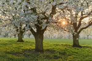 orchard with blossoming cherry trees (Prunus avium), Ehrenbuerg nature reserve