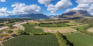 Cape Winelands Prints: Orchards around Breerivier, Wolseley, Western Cape, South Africa