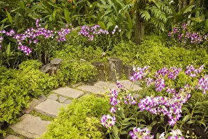 Orchid garden, Singapore Botanic Gardens, Singapore