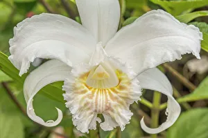 Orchids Prints: Orchid (Sobralia citrea), Costa Rica
