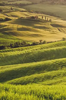 Senese Prints: Orcia Valley, Tuscany, Italy. Tuscan hills at sunrise