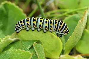 Insects Prints: Oregon swallowtail (Papilio oregonius) caterpillar, Bandon, Oregon, USA