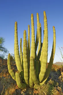 Pima Prints: Organ pipe cactus - USA, Arizona, Pima, Organpipe Cactus National Monument - Sonora