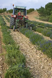 Harvesting Prints: Organic Lavender Harvest, Provence-Alpes-Cote d Azur, France