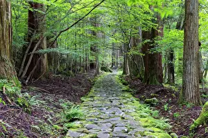 Cobblestones Prints: Original stone path in cedar forest (UNESCO World Heritage Site), Nikko, Tochigi, Japan