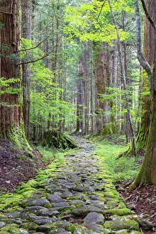 Cobblestones Prints: Original stone path in cedar forest (UNESCO World Heritage Site), Nikko, Tochigi, Japan
