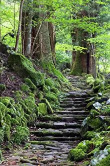 Cobblestones Prints: Original stone path in cedar forest (UNESCO World Heritage Site), Nikko, Tochigi, Japan