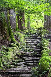 Cobblestones Prints: Original stone path in cedar forest (UNESCO World Heritage Site), Nikko, Tochigi, Japan