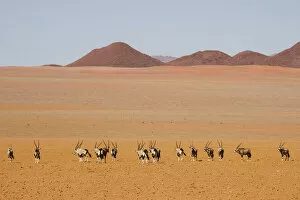 Sossusvlei Collection: Orix in the Namib desert; Namibia; Southern Africa