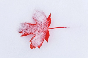 Winnipeg Prints: Ornamental maple leaf in snow. Backyard. Winnipeg, Manitoba, Canada