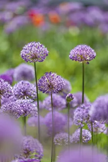 Lilac Prints: Ornamental onions and tulips, Berlin, Germany