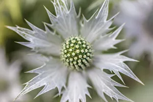 Botany Prints: Ornamental thistle in Sissinghurst Castle Garden, England