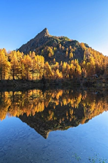 Larch Prints: Orobie Alps, Carona in Brembana valley, Bergamo province in Lombardy district, Italy