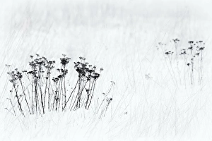 Stem Prints: Orsiera Rocciavre Park, Chisone Valley, Piedmont, Italy. Stems in the snow