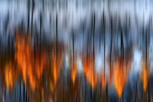 Abstract Prints: Orsiera Rocciavre Park, Chisone Valley, Piedmont, Italy. Larches impressions of light