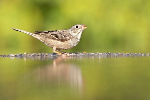 Bulgaria Prints: Ortolan Bunting (Emberiza hortulana), adult drinking at pool, near Bratsigovo, Bulgaria