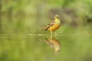Drinking Prints: Ortolan Bunting (Emberiza hortulana)