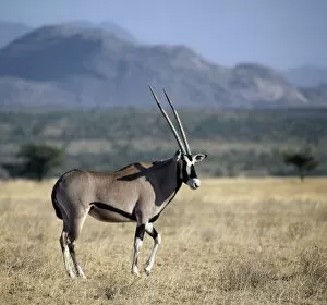 An oryx beisa in arid thorn scrub country