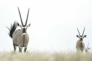 Oryx, Deception Valley, Central Kalahari Game Reserve, Kalahari Desert, Botswana