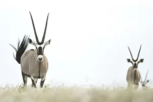 Oryx Prints: Oryx, Deception Valley, Central Kalahari Game Reserve, Kalahari Desert, Botswana