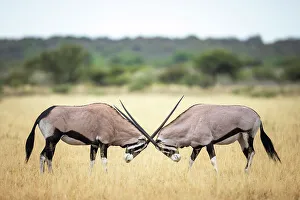 Kalahari Prints: Oryx fighting, Kalahari Desert, Botswana