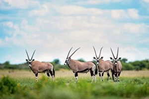 Images Dated 13th April 2023: Oryx herd, Kalahari Desert, Botswana