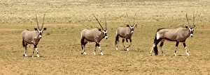 Images Dated 13th June 2011: Oryx herd, NamibRand Nature Reserve, Namibia, Africa