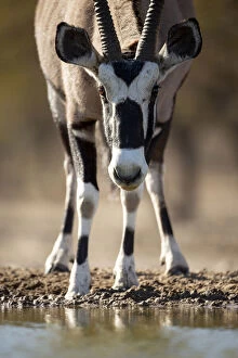 Images Dated 16th September 2020: Oryx, Kahalari Desert, Botswana