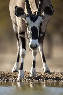 Oryx Prints: Oryx, Kahalari Desert, Botswana