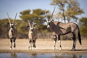 Images Dated 16th September 2020: Oryx, Kahalari Desert, Botswana