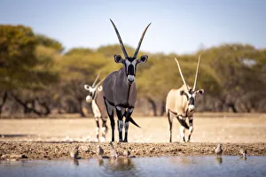 Oryx, Kahalari Desert, Botswana
