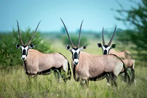 Images Dated 13th April 2023: Oryx, Kalahari Desert, Botswana