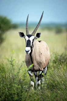Images Dated 13th April 2023: Oryx, Kalahari Desert, Botswana