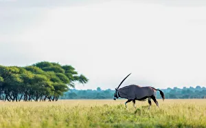 Images Dated 13th April 2023: Oryx, Kalahari Desert, Botswana