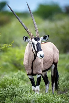 Images Dated 13th April 2023: Oryx, Kalahari Desert, Botswana