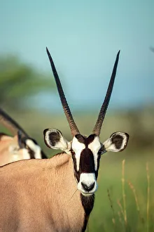 Images Dated 13th April 2023: Oryx, Kalahari Desert, Botswana