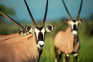 Images Dated 13th April 2023: Oryx, Kalahari Desert, Botswana
