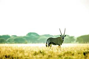 Images Dated 13th April 2023: Oryx, Kalahari Desert, Botswana