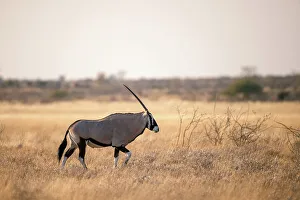 Oryx Prints: Oryx, Kalahari Desert, Botswana